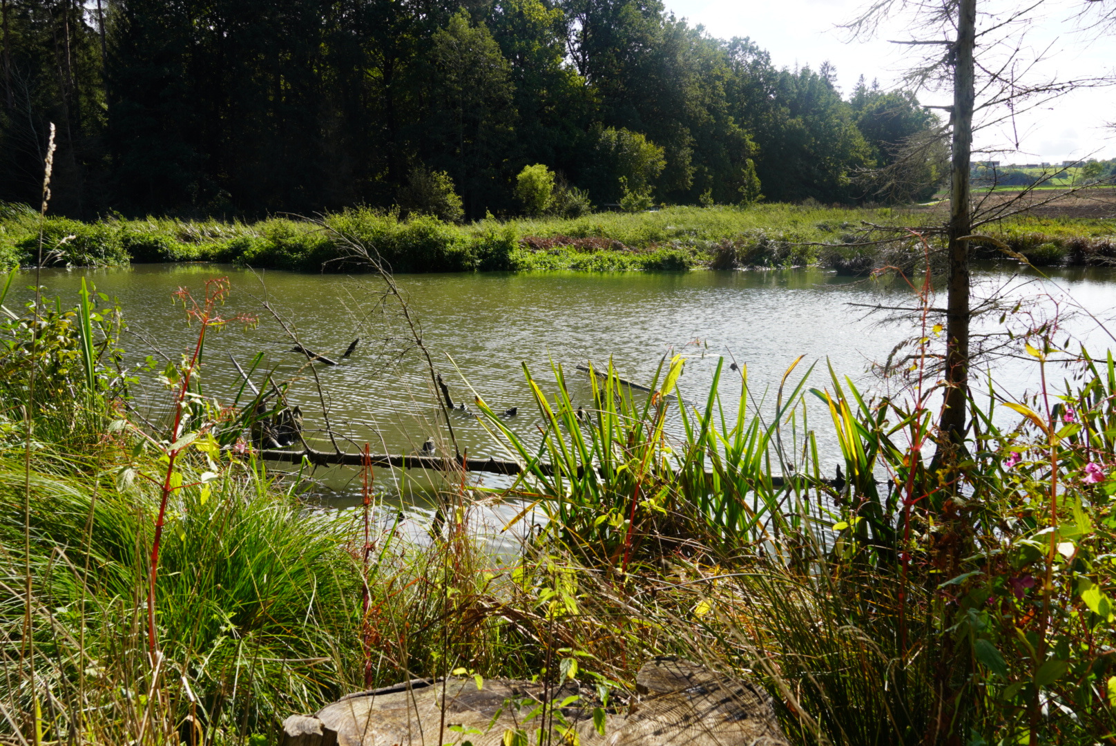 Kapellen-Natur-Talweg Impression 5